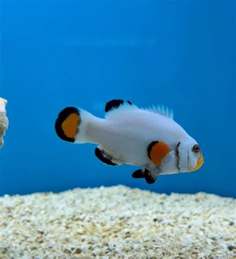 live fish|Aquarium Fish Depot .